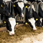 dairy cows in shed eating forage