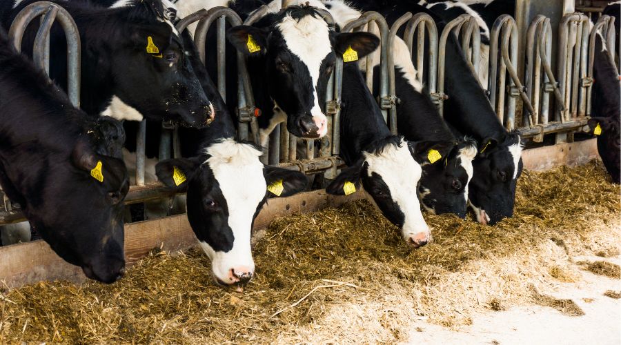 dairy cows in shed eating forage