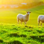 three sheep in field of grass