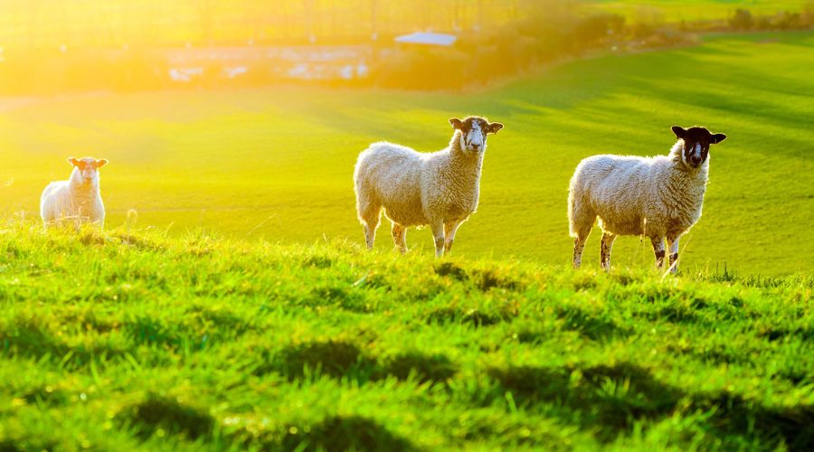 three sheep in field of grass 
