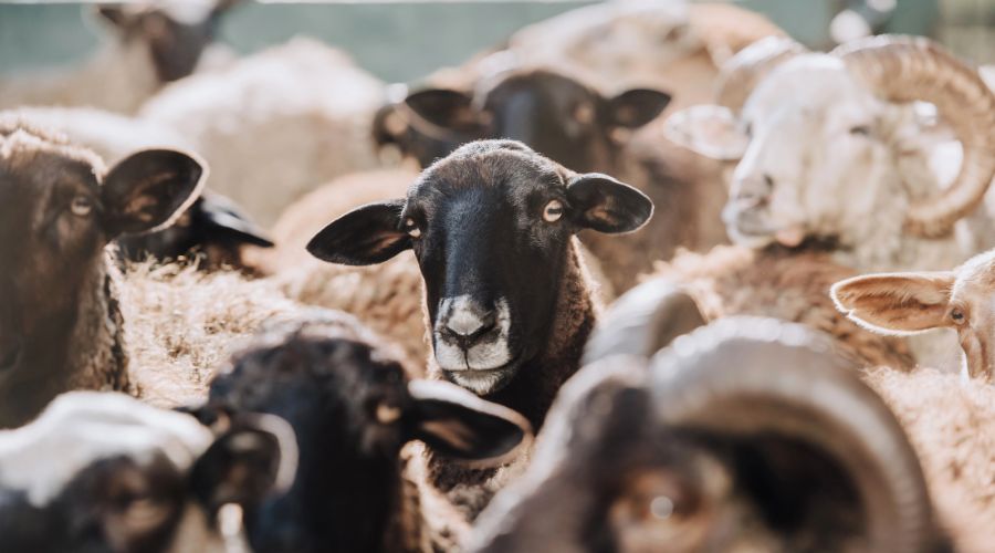 Farmers are warned to remember about sheep worm control this season, as worm burdens are expected to peak during the autumn.