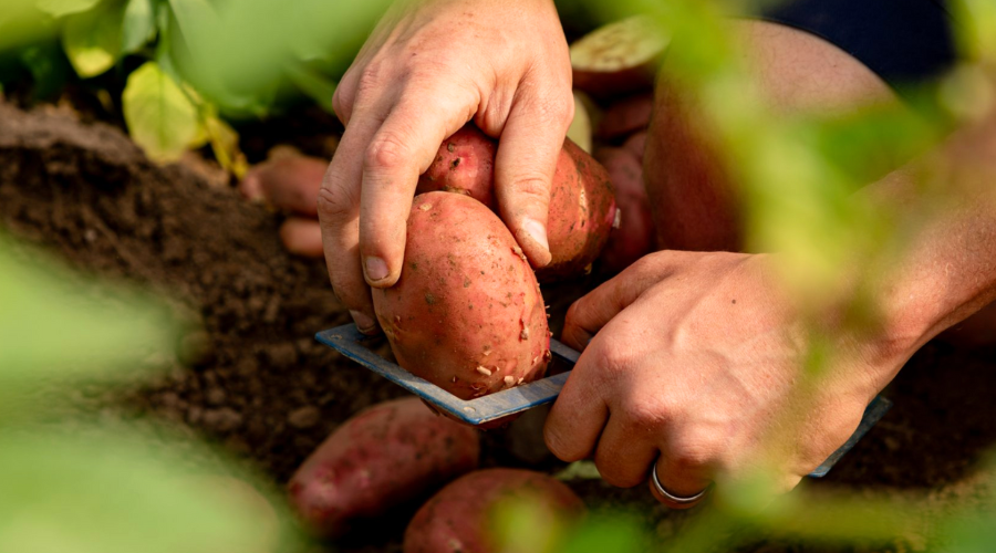 Potato growers have not been left without help thanks to AKP Group that offers an end-to-end complete potato supply chain.