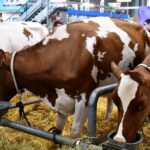 The show organisers canceled The English Winter Fair that was due to happen on 16th and 17th November at Staffordshire County Showground. 