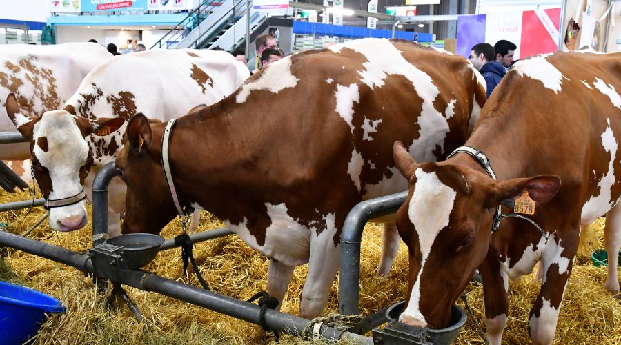 The show organisers canceled The English Winter Fair that was due to happen on 16th and 17th November at Staffordshire County Showground. 