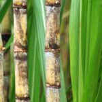 The NFU expressed its disappointment with decision made by the government to maintain the autonomous tariff quota for raw cane sugar in 2025. 