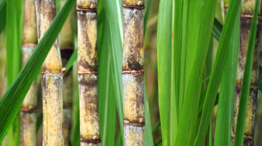 The NFU expressed its disappointment with decision made by the government to maintain the autonomous tariff quota for raw cane sugar in 2025. 