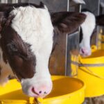 A dairy cow from a Powys farm, Calcourt Farms in Wernllwyd, has given birth to an extremely rare quadruplet calves. 