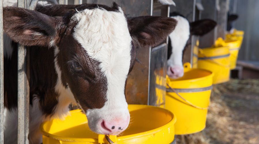 A dairy cow from a Powys farm, Calcourt Farms in Wernllwyd, has given birth to an extremely rare quadruplet calves. 