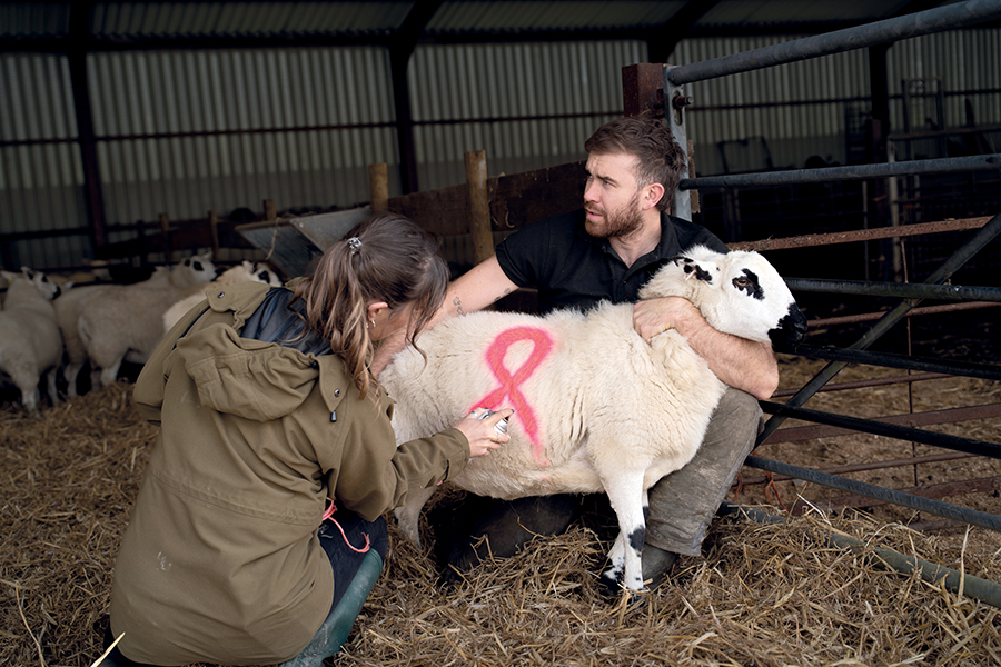 A woman spray painting a Pink Ribbon Foundation logo on a sheep's side. The sheep is in a barn being held by Ioan Humphries.