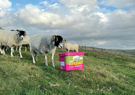 group of sheep in a field clustering around a pink lifeline feed bucket 