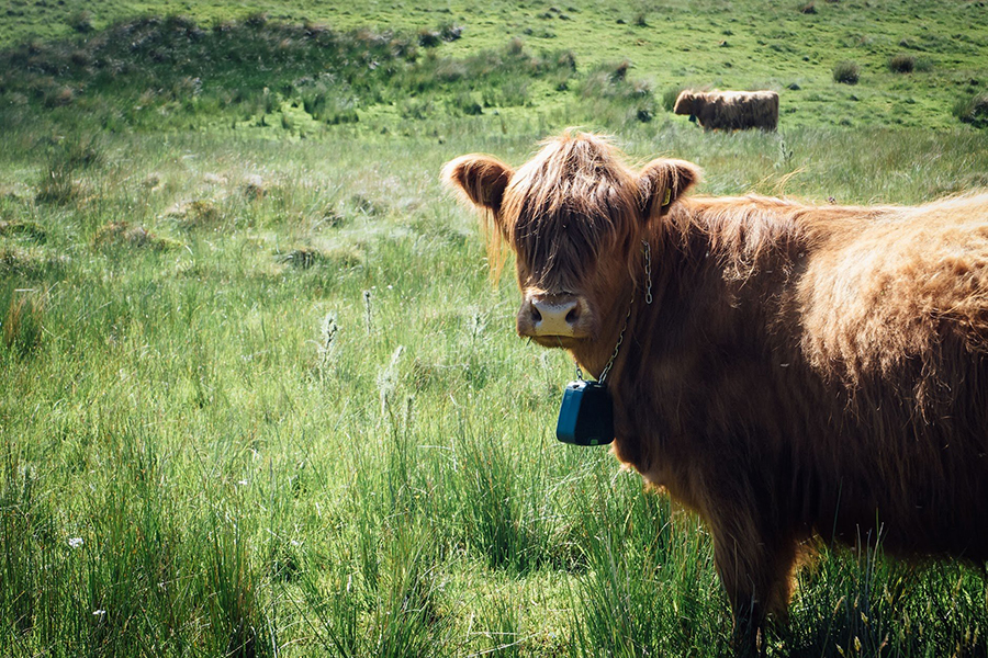 highland cow wearing Nofence collar