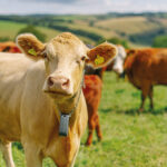 brown cow in a field wearing a Nofence collar