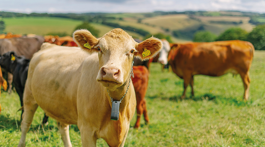 brown cow in a field wearing a Nofence collar