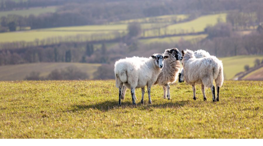 three sheep in a field