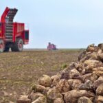 Agriculture director at British Sugar, Dan Green, has shared the latest update on this year’s sugar beet campaign. 