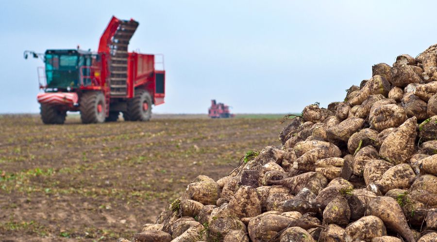 Agriculture director at British Sugar, Dan Green, has shared the latest update on this year’s sugar beet campaign. 