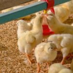 Neogen advises farmers that implementing a robust biosecurity programme is essential to help prevent avian influenza transmission.