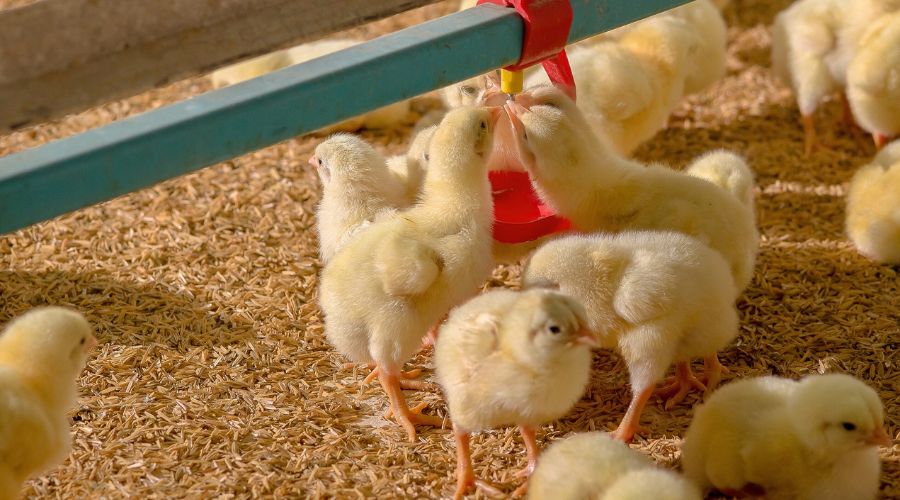 Neogen advises farmers that implementing a robust biosecurity programme is essential to help prevent avian influenza transmission.