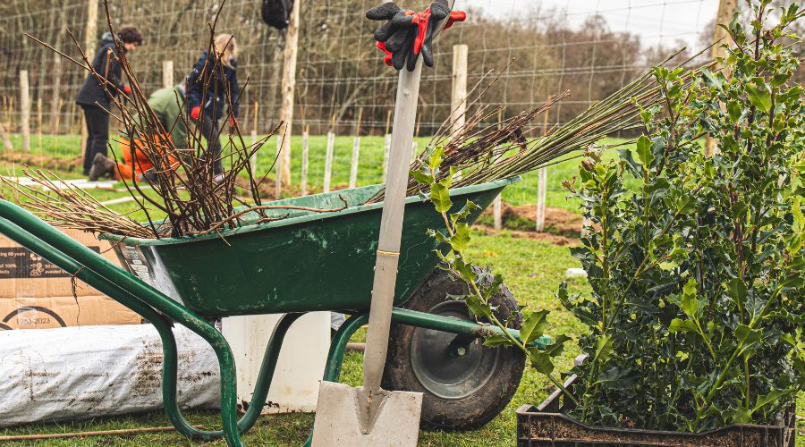 The National Tree Week 2024, organised by The Tree Council and partners, takes place between 23rd November and 1st December 2024. 