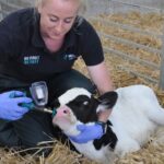 kat Baxter-Smith, from MSD, vaccinating a calf in a shed