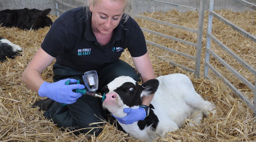 kat Baxter-Smith, from MSD, vaccinating a calf in a shed