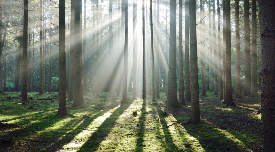 More than 91,000 will be planted on farmland near Lunt village following the National Trust’s plans to create a 