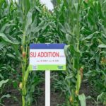 Selecting the right maize variety can be a potential minefield according to Hutchinsons agronomist Jim Clark.