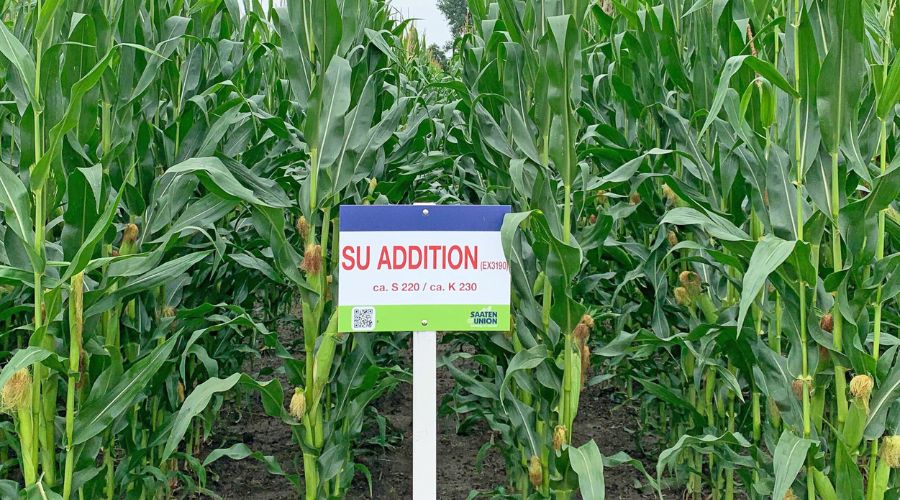 Selecting the right maize variety can be a potential minefield according to Hutchinsons agronomist Jim Clark.