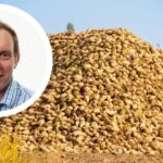 British Sugar confirmed that this year’s campaign is “progressing well”, with over 2.5 million tonnes of sugar beet having already been processed. 