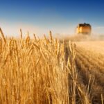 The 2024 AHDB Cereal Quality Survey (CQS) confirms harvest reports of low protein for wheat and low nitrogen levels in barley..