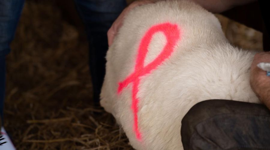 close up of a sheep with a breast cancer pink ribbon sprayed onto its side