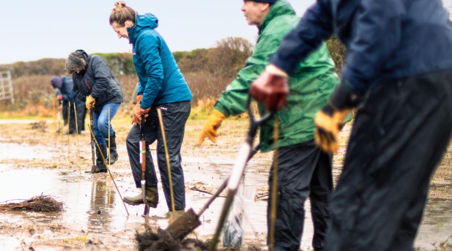 The National Tree Week 2024, organised by The Tree Council and partners, takes place between 23rd November and 1st December 2024. 