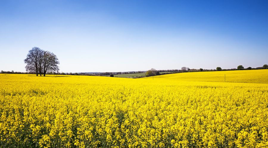 AHDB’s early bird survey predicts an increase in the UK wheat area for harvest 2025 of 5.4%, however, it will still remain below the average. 