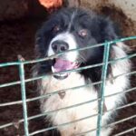 Falkirk farmer, Robert Baird, was convicted of animal cruelty recently after a Border Collie was found in a horsebox.