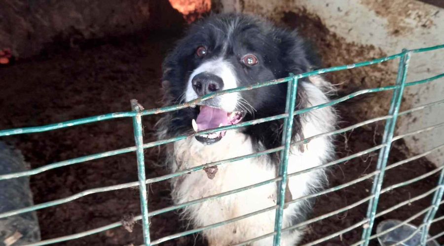 Falkirk farmer, Robert Baird, was convicted of animal cruelty recently after a Border Collie was found in a horsebox.