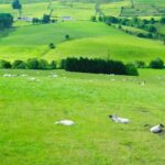 farming landscape with sheep in the foreground