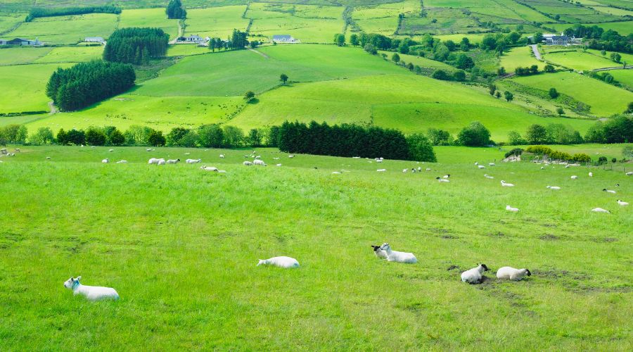 farming landscape with sheep in the foreground