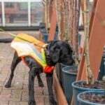 UK’s Forest Research and Canine Assisted Pest Eradication trained Ivor to identify the highly destructive pathogen.  