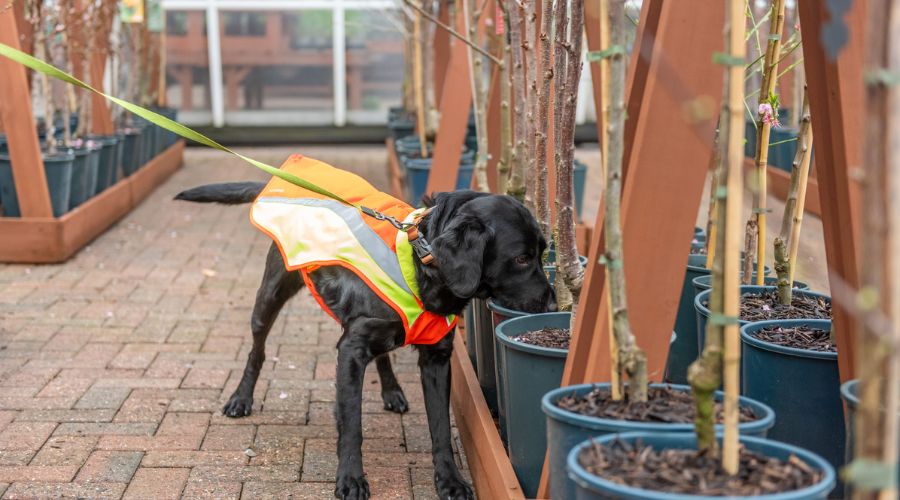 UK’s Forest Research and Canine Assisted Pest Eradication trained Ivor to identify the highly destructive pathogen.  