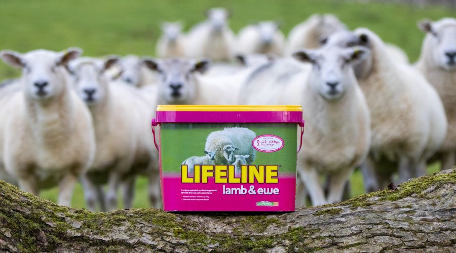 group of sheep in the background with a pink bucket of lifeline lamb and ewe feed in the foreground