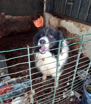 Border Collie Drift who is now living his best life elsewhere in Scotland.