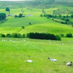 The Department of Agriculture, Environment and Rural Affairs (DAERA) said that Northern Ireland’s farming income decreased by 44% in 2023. 