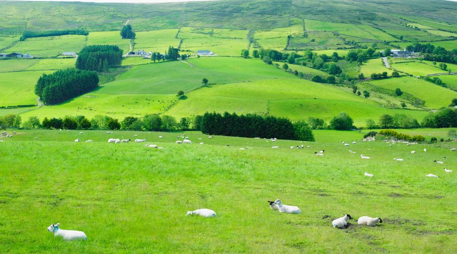 The Department of Agriculture, Environment and Rural Affairs (DAERA) said that Northern Ireland’s farming income decreased by 44% in 2023. 