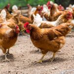 First case of Avian Influenza (HPAI) H5N5, called bird flu, was confirmed in poultry in East Riding, Yorkshire.