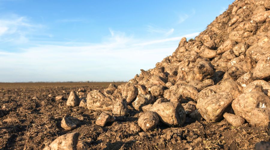 Sugar beet breeder SESVanderHave has spoken about the importance of storability, as it is vital that the quality of the beets is maintained as they wait in the beet pile to be taken to the sugar plant. 