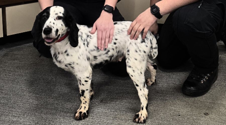 A Cocker Spaniel called Daisy has been reunited with her owners eight years after she was stolen from home in Mole Valley, Surrey. 