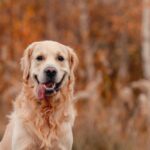 Farmers have been reminded by Countryside Alliance to be vigilant of gundog theft as we entered the Gundog Theft Awareness Week. 