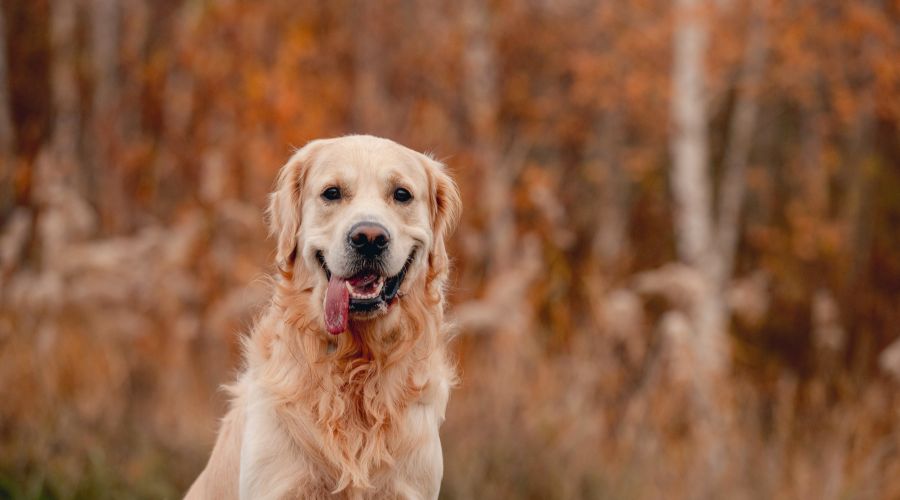 Farmers have been reminded by Countryside Alliance to be vigilant of gundog theft as we entered the Gundog Theft Awareness Week. 