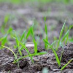 ProCam, advised farmers to be flexible in their approach to managing later-drilled winter wheat crops following delays this autumn.