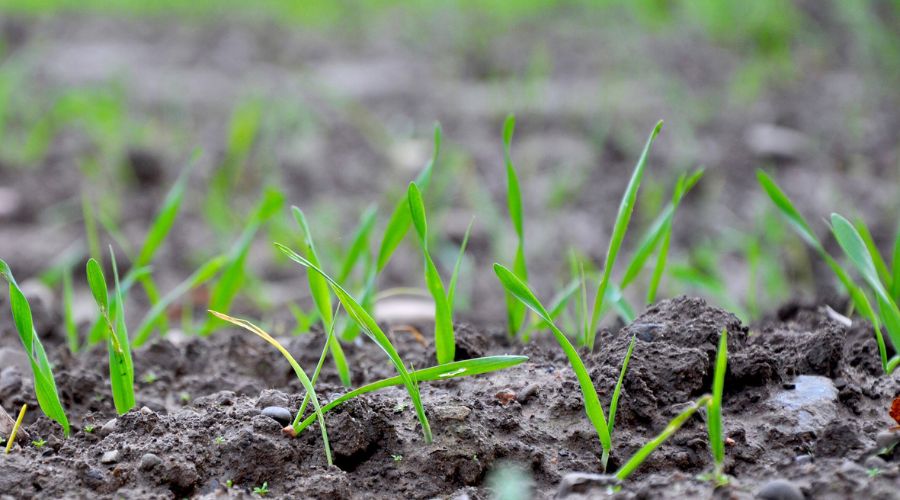 ProCam, advised farmers to be flexible in their approach to managing later-drilled winter wheat crops following delays this autumn.